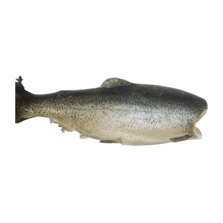 Форель радужная потрошеная б/г 2,02 кг., пакет