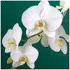 Салфетки Bgreen Орхидея бумажные, 3 слоя, 33х33 см., 20 шт., пластиковая упаковка